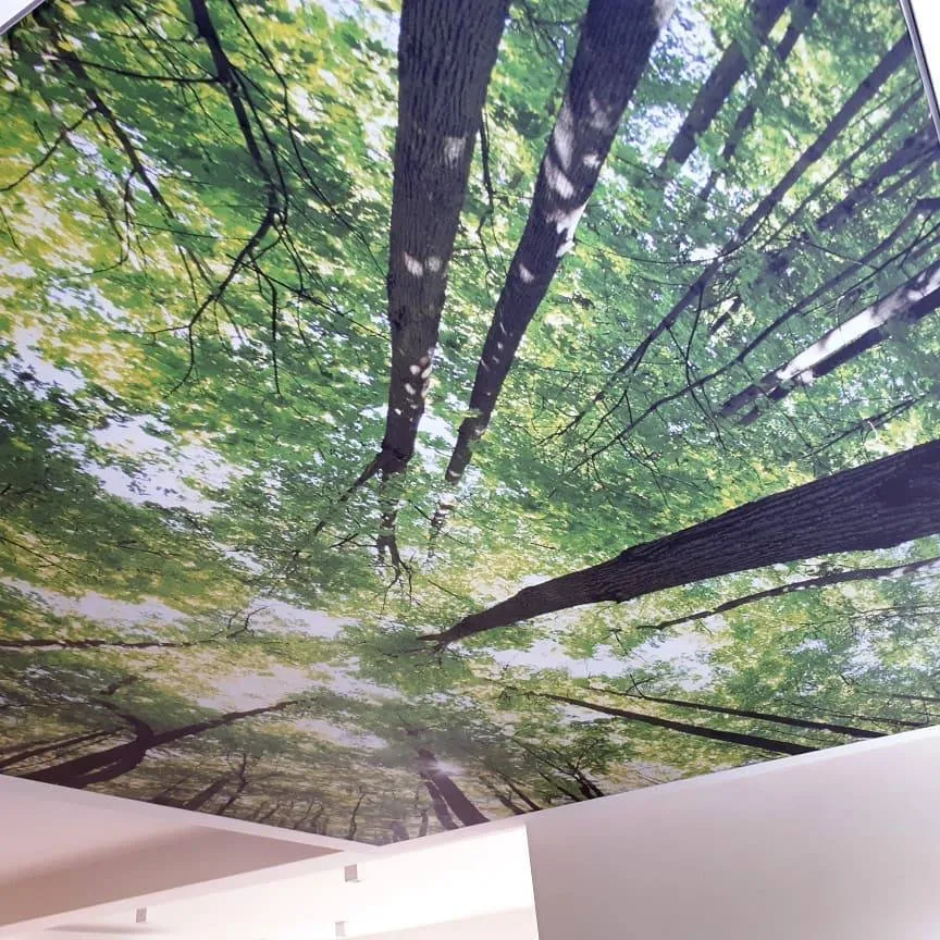 Washington, DC - Nature-Inspired Forest Printed Ceiling - Image 4